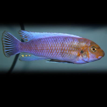 Labeotropheus trewavasae pombo 4-5,5cm