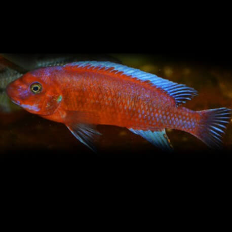 Labeotropheus trewavasae red 4 - 5 cm