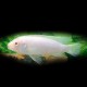 Labidochromis caeruleus albino 4-5cm