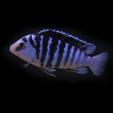 Labidochromis chisumulae 5 - 6 cm