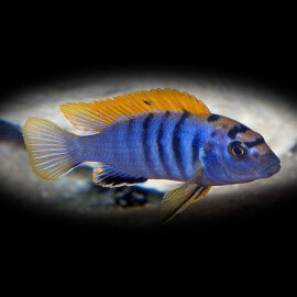 Labidochromis hongi 4 - 5 cm