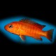 Labidochromis hongi orange 3 - 4 cm