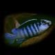 Labidochromis lundo blue 4-4,5cm