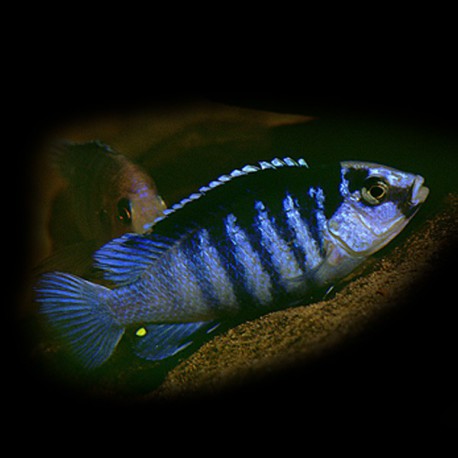 Labidochromis lundo blue 4-4,5cm