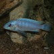 Labidochromis sp. blue-white 3-3,5cm