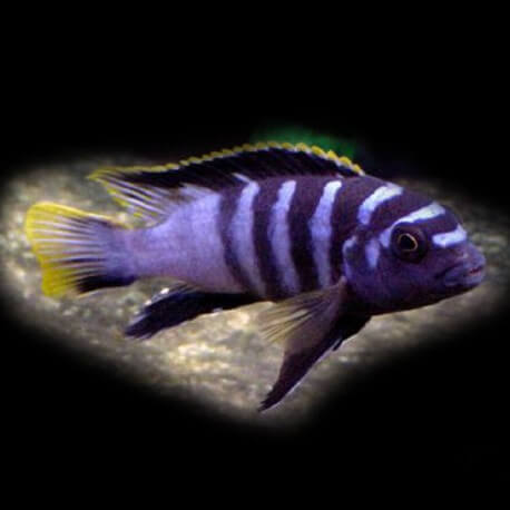 Labidochromis sp. mbamba 5 - 6 cm