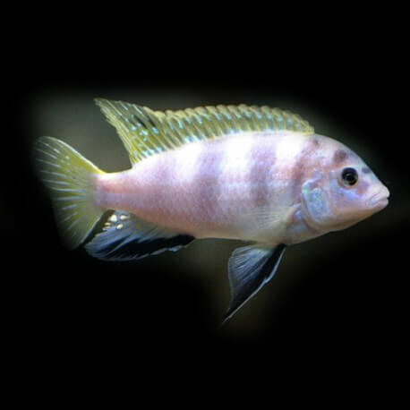 Labidochromis sp. perlmutt 3 - 4 cm