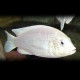 Labidochromis sp. white 4 - 5 cm
