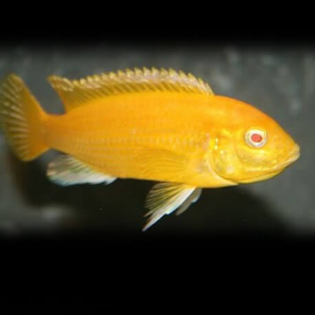 Labidochromis sp. yellow albino 4 - 5 cm