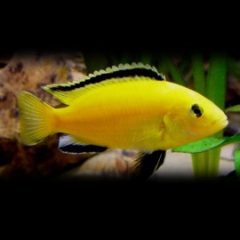 Labidochromis species yelow 2 - 3 cm