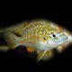 Labidochromis textilis 3,5-4,5cm