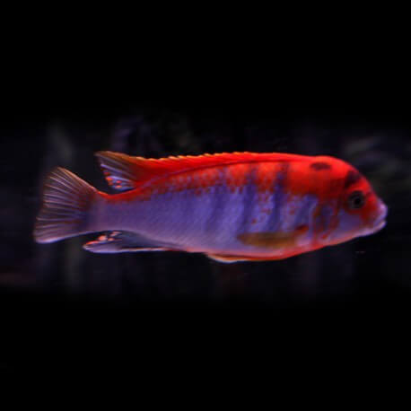 Labidochromis hongi red top 4 - 5 cm