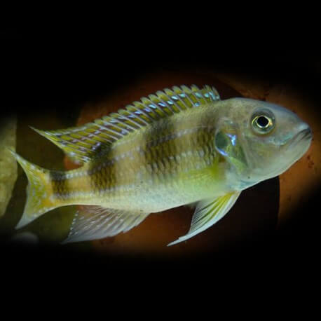 limnochromis auritus 3-4,5cm