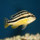 Melanochromis auratus 2 - 3 cm