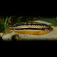 Melanochromis auratus " dwarf " 4 - 5 cm