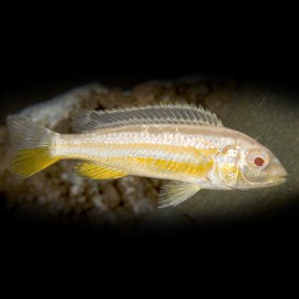 Melanochromis auratus albino 4 - 5 cm