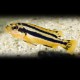 Melanochromis chipokae 6 - 7 cm