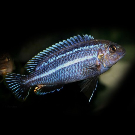 Melanochromis dialeptos XL