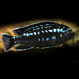 Melanochromis interuptus 6 - 7 cm