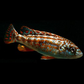 Melanochromis joanjohnsonae /exasp 4 - 5 cm