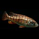 Melanochromis joanjohnsonae /exasp 5 - 6 cm