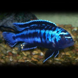 Melanochromis johanni 2 - 3 cm