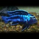 Melanochromis johanni > 8 cm