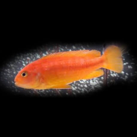 Melanochromis johanni red 4 - 5 cm