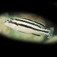 Melanochromis paralellus 4 - 5 cm