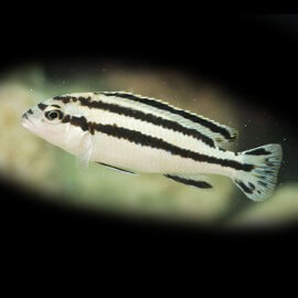 Melanochromis paralellus 4 - 5 cm