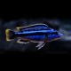 Melanochromis sp. northern blue 3,5 - 4 cm