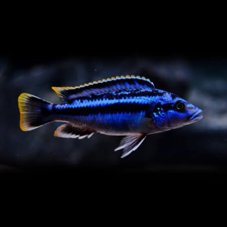 Melanochromis sp. northern blue 5-7cm