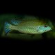 Mylochromis plagiotaenia 4-5 cm