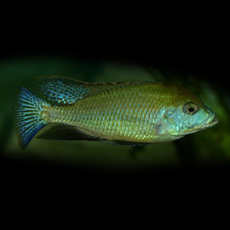 Mylochromis plagiotaenia 4-5 cm