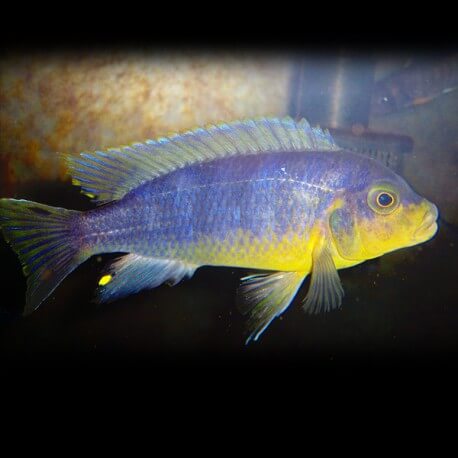 petrotilapia tridentiger 5-6cm