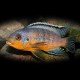 petrotilapia tridentiger orange 4-5cm