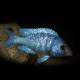 Placidochromis phenochilus 4 - 5 cm