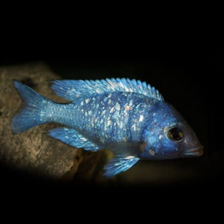 Placidochromis phenochilus XL