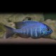 Placidochromis sp. blue 4 - 5 cm