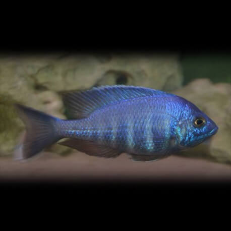Placidochromis sp. blue +5cm