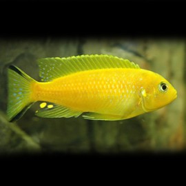 Pseudotropheus daktari 4 - 5 cm