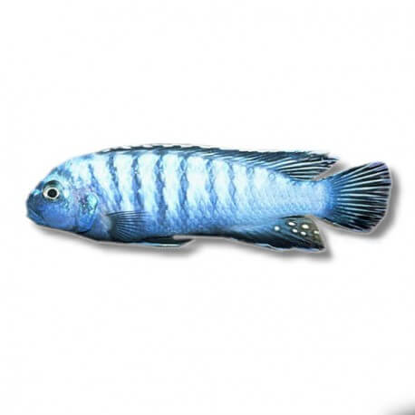 Pseudotropheus elongatus cobalt 4-5cm