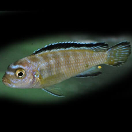 Pseudotropheus elongatus likoma 4-5 cm