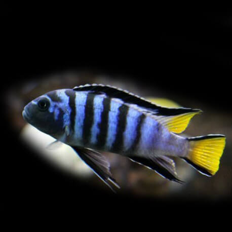 Pseudotropheus elongatus mpanga 6 - 7 cm