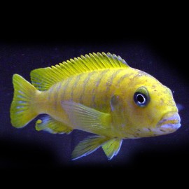 Pseudotropheus elongatus yellow 4 - 5 cm