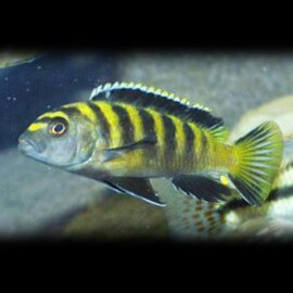 Pseudotropheus fuscus 5-7cm