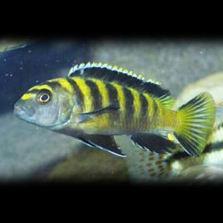 Pseudotropheus fuscus 5-7cm