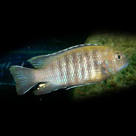 Pseudotropheus gracilior 4 - 5 cm