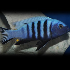 Pseudotropheus kingsizei blue gold 6 - 7 cm