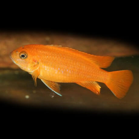 Pseudotropheus saulosi red coral 4 - 5 cm